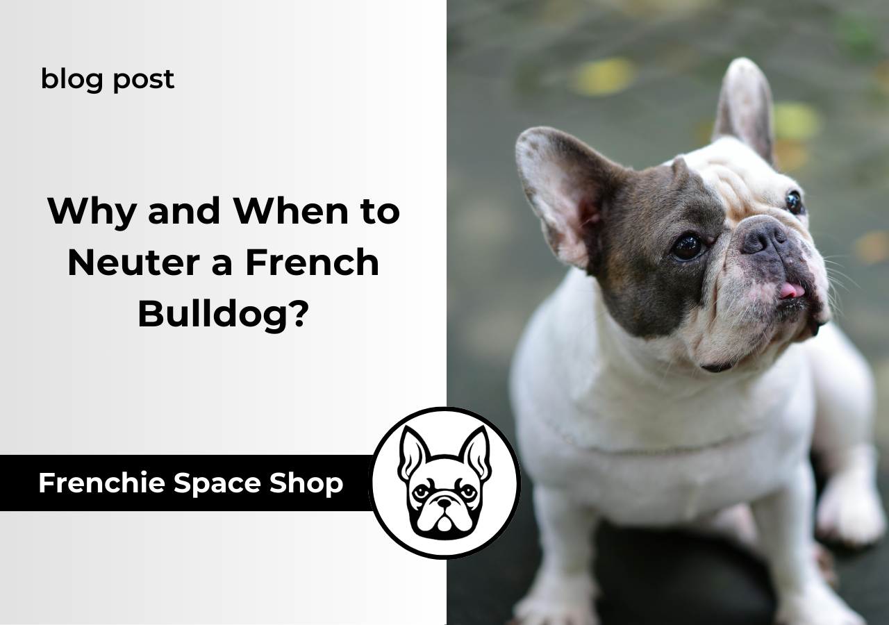 frenchie space neutering a french bulldog